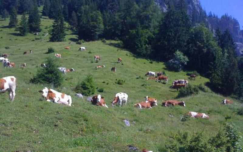 Gasthof Pension Alpenblick Radfeld Zewnętrze zdjęcie